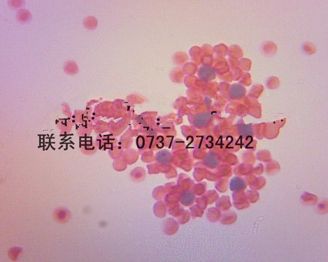 e玫瑰花环062